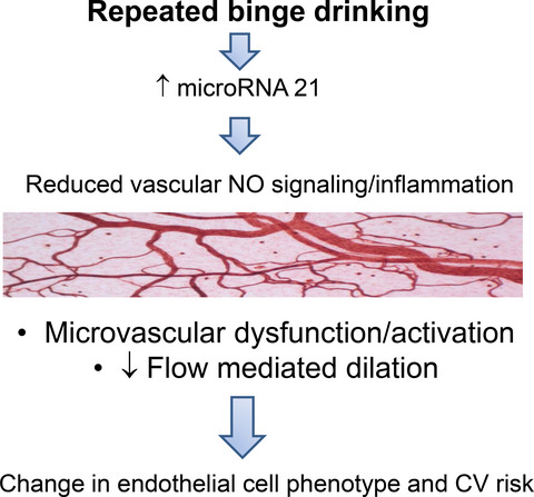 MicroRNA-21 Contributes to Reduced Microvascular Function in Binge Drinking Young Adults