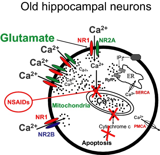 Susceptibility to excitotoxicity in aged hippocampal cultures and neuroprotection by non-steroidal anti-inflammatory drugs: role of mitochondrial calcium