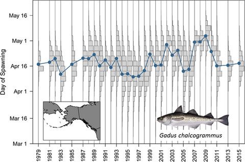 Effects of climate and demography on reproductive phenology of a harvested marine fish population