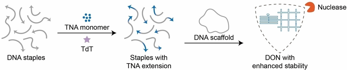 Enzymatic Synthesis of TNA Protects DNA Nanostructures