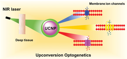 Near-Infrared Manipulation of Membrane Ion Channels via Upconversion Optogenetics