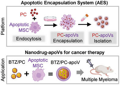 Encapsulation of Nano-Bortezomib in Apoptotic Stem Cell-Derived Vesicles for the Treatment of Multiple Myeloma