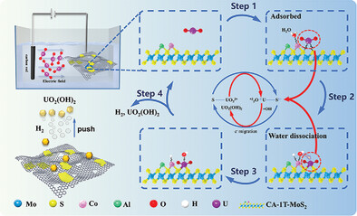 Bi-Functional Co/Al Modified 1T-MoS2/rGO Catalyst for Enhanced Uranium Extraction and Hydrogen Evolution Reaction in Seawater