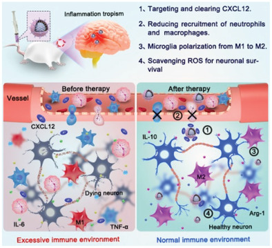 Engineering CXCL12 Biomimetic Decoy-Integrated Versatile Immunosuppressive Nanoparticle for Ischemic Stroke Therapy with Management of Overactivated Brain Immune Microenvironment