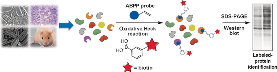 Activity-Based Probes for 15-Lipoxygenase-1