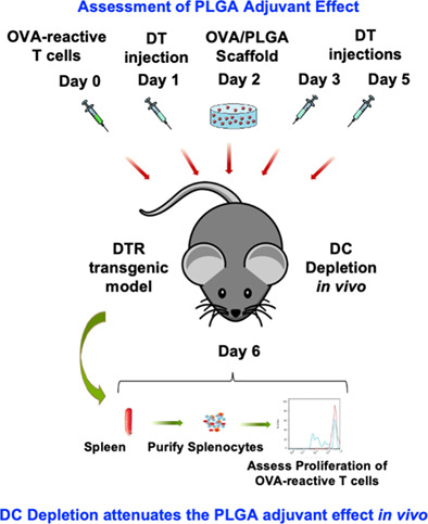 Dendritic cells support a proliferative antigen-specific T-cell response in the presence of poly(lactic-co-glycolic acid)