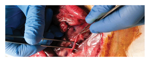 Details are in the caption following the image Details are in the caption following the image