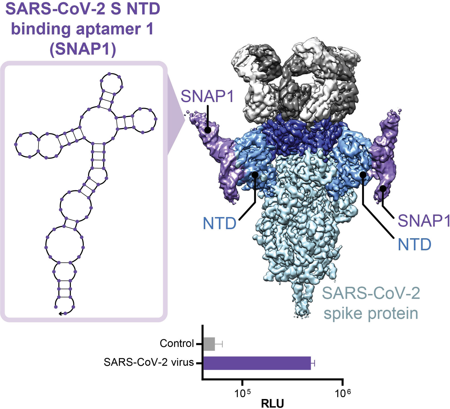 Discovery and Characterization of Spike N-Terminal Domain-Binding Aptamers for Rapid SARS-CoV-2 Detection