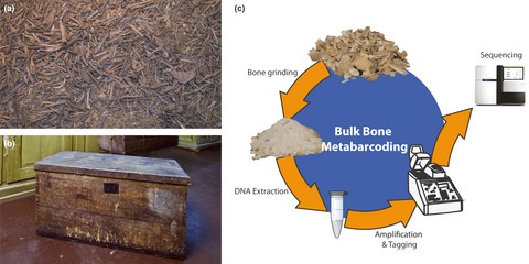 Ancient DNA preserved in small bone fragments from the P.W. Lund collection