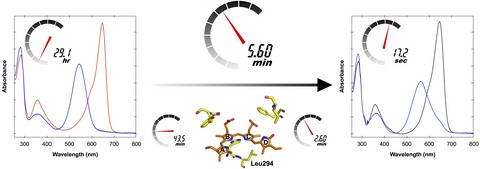 Distinctive Properties of Dark Reversion Kinetics between Two Red/Green-Type Cyanobacteriochromes and their Application in the Photoregulation of cAMP Synthesis