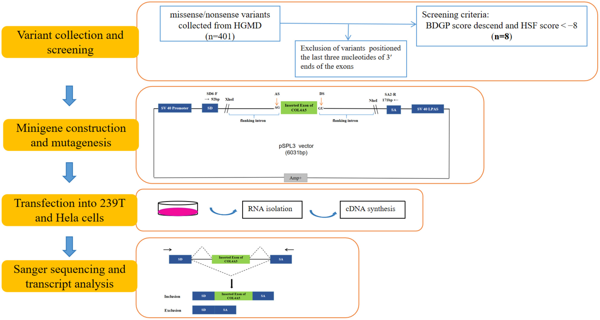 Three exonic variants in the COL4A5 gene alter RNA splicing in a minigene assay