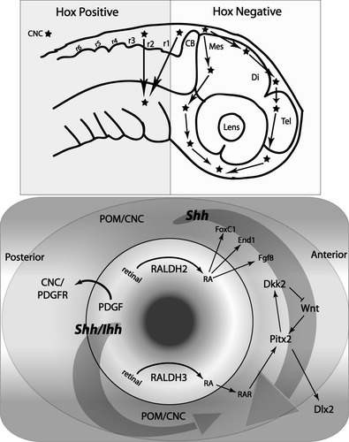 Details are in the caption following the image Details are in the caption following the image