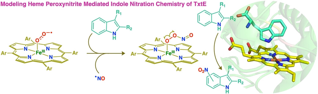 A Cytochrome P450 TxtE Model System with Mechanistic and Theoretical Evidence for a Heme Peroxynitrite Active Species