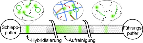Rapid High-Specificity microRNA Detection Using a Two-stage Isotachophoresis Assay