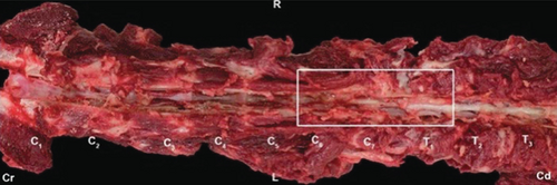 Details are in the caption following the image Details are in the caption following the image