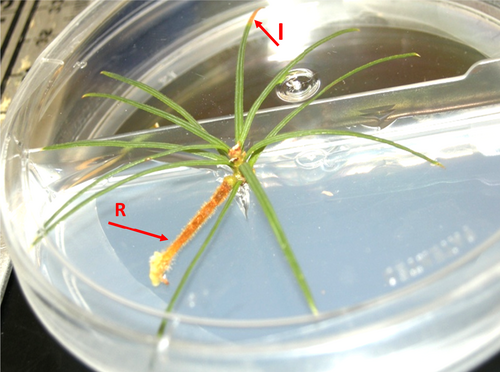 Details are in the caption following the image Details are in the caption following the image
