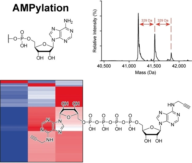 The Alarmone Diadenosine Tetraphosphate as a Cosubstrate for Protein AMPylation