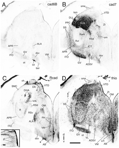 Details are in the caption following the image Details are in the caption following the image