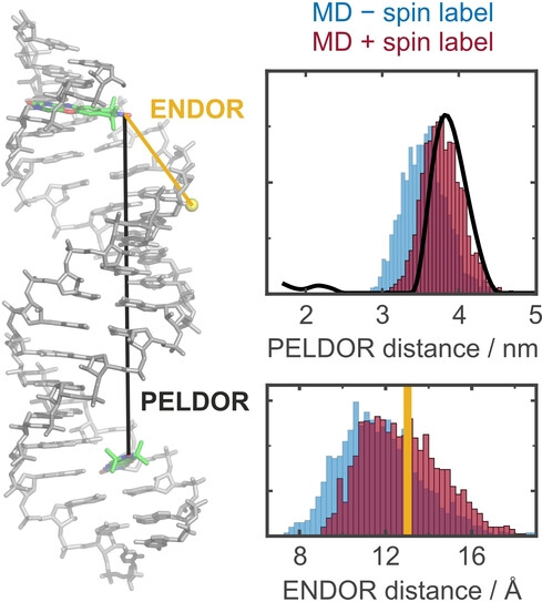 Structure and Internal Dynamics of Short RNA Duplexes Determined by a Combination of Pulsed EPR Methods and MD Simulations