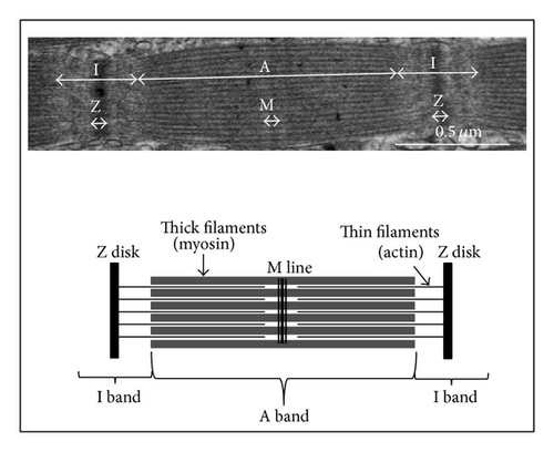 Details are in the caption following the image