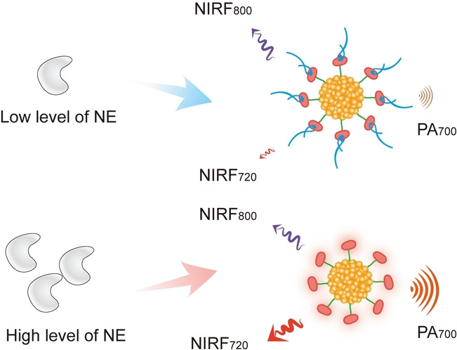 An Activatable Polymeric Nanoprobe for Fluorescence and Photoacoustic Imaging of Tumor-Associated Neutrophils in Cancer Immunotherapy