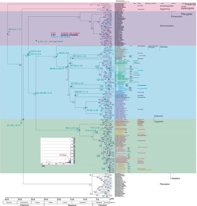 Paleopteran molecular clock: Time drift and recent acceleration