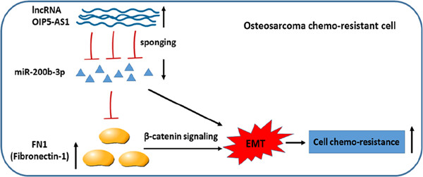 Fibronectin-1 modulated by the long noncoding RNA OIP5-AS1/miR-200b-3p axis contributes to doxorubicin resistance of osteosarcoma cells