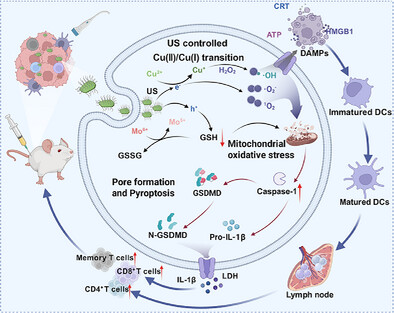 Sub-1 nm CuO-Phosphomolybdic Acid Nanosheets for Ultrasound-Controlled Pyroptosis Activation and Tumor Immunotherapy