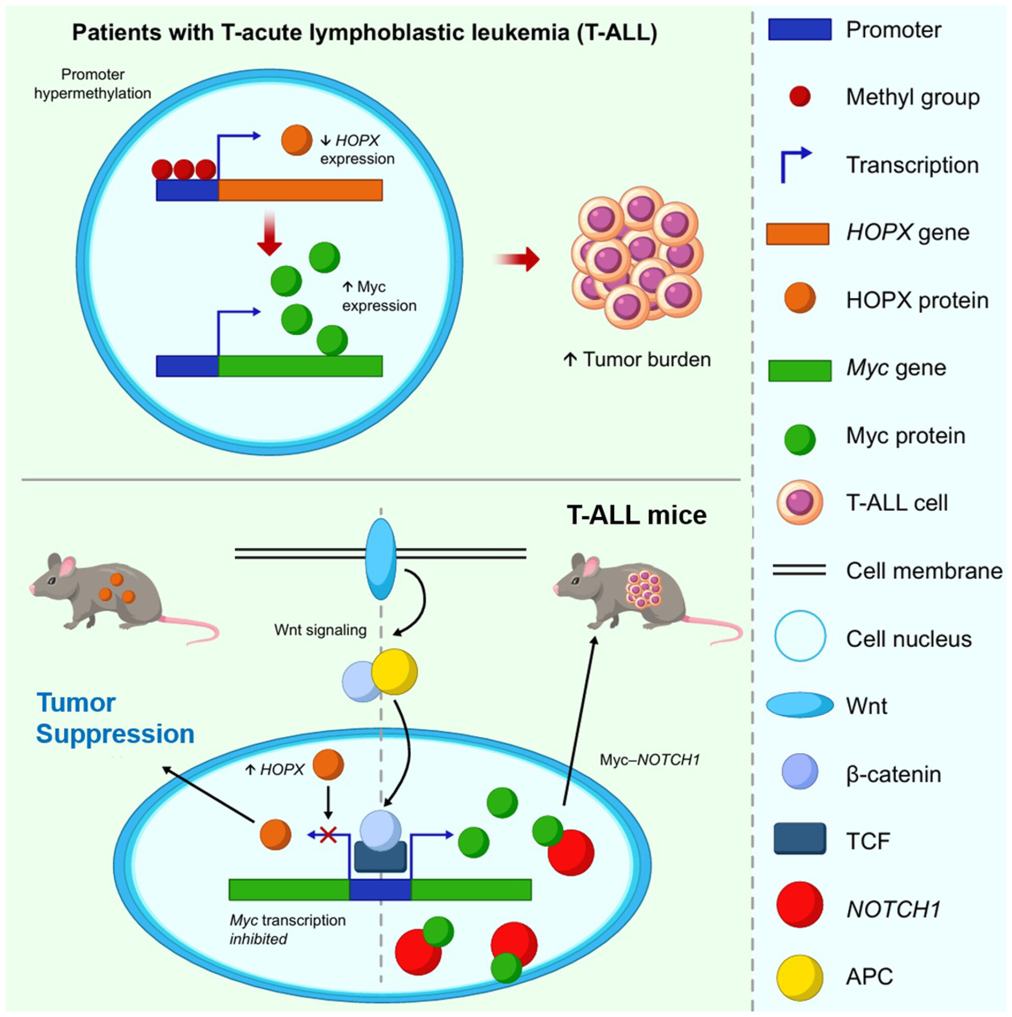 HOPX as a tumour-suppressive protein in T-cell acute lymphoblastic leukaemia