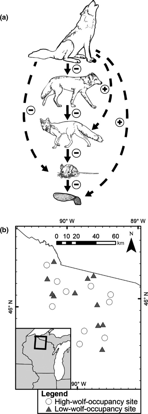 Large-scale patterns of seed removal by small mammals differ between areas of low- versus high-wolf occupancy