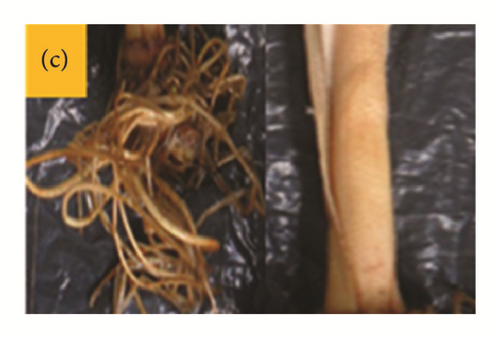 Details are in the caption following the image Details are in the caption following the image