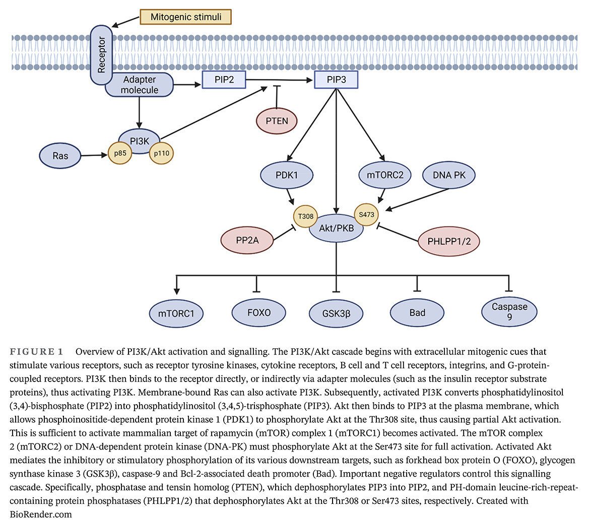 Targeting the PI3K/Akt signaling pathway in pancreatic β-cells to enhance their survival and function: An emerging therapeutic strategy for type 1 diabetes 一种新兴的1型糖尿病治疗策略:靶向胰腺β细胞中的PI3K/Akt信号通路以增强其存活和功能