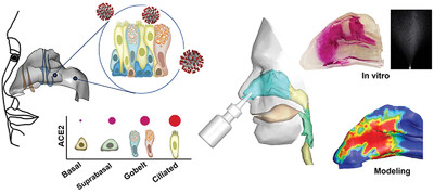Nasally inhaled therapeutics and vaccination for COVID-19: Developments and challenges