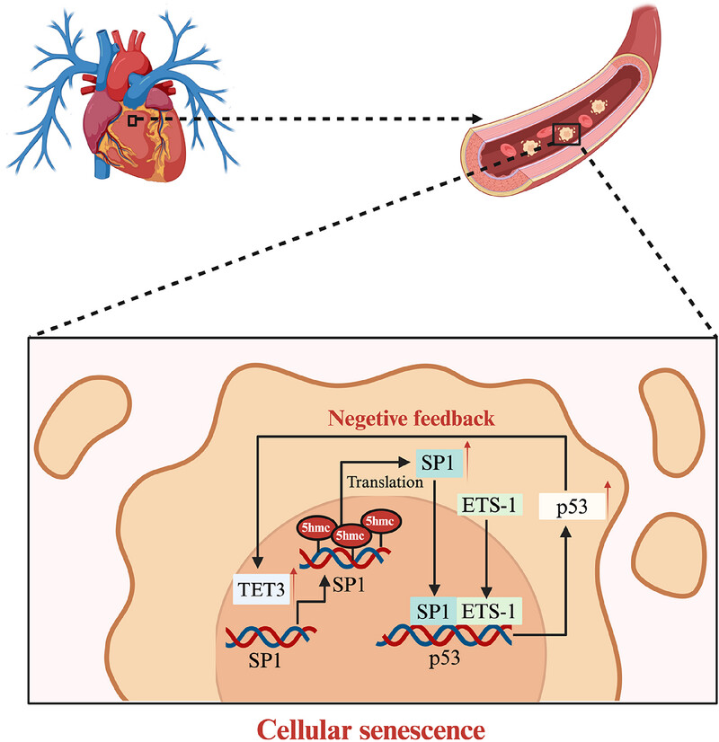 Tet Methylcytosine Dioxygenase 3 Promotes Cardiovascular Senescence by DNA 5-Hydroxymethylcytosine-Mediated Sp1 Transcription Factor Expression
