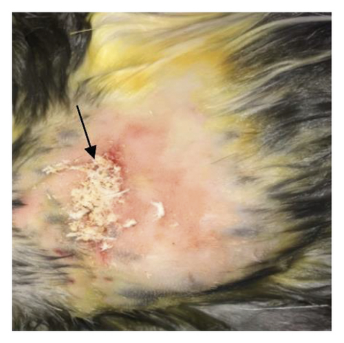 Details are in the caption following the image Details are in the caption following the image