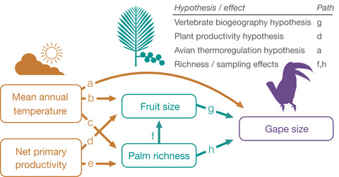 Global plant-frugivore trait matching is shaped by climate and biogeographic history