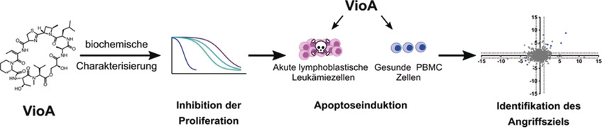 Der zytotoxische Naturstoff Vioprolid A interagiert mit dem für die Ribosomen-Biogenese essentiellen nukleolären Protein 14