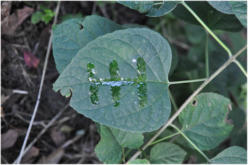 Details are in the caption following the image Details are in the caption following the image
