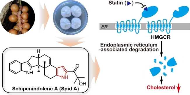 Discovery of Natural Potent HMG-CoA Reductase Degraders for Lowering Cholesterol