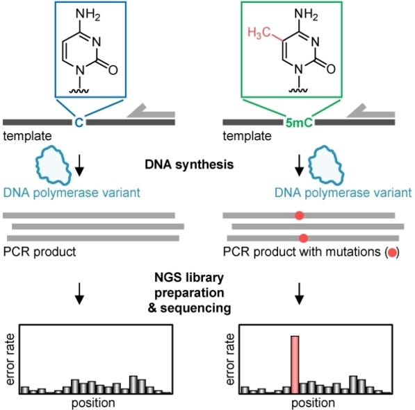 A DNA Polymerase Variant Senses the Epigenetic Marker 5-Methylcytosine by Increased Misincorporation