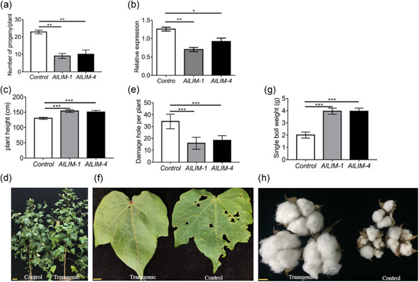 Silencing of a LIM gene in cotton exhibits enhanced resistance against Apolygus lucorum