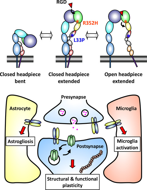 Integrin adhesion in brain assembly: From molecular structure to neuropsychiatric disorders