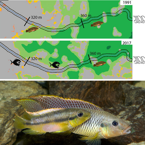 Habitat loss in the restricted range of the endemic Ghanaian cichlid Limbochromis robertsi