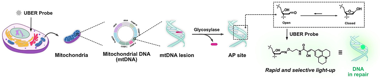 Fluorescence Imaging of Mitochondrial DNA Base Excision Repair Reveals Dynamics of Oxidative Stress Responses