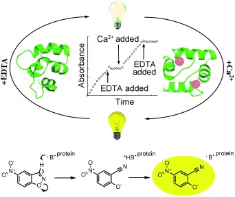 A Single Mutation in a Regulatory Protein Produces Evolvable Allosterically Regulated Catalyst of Nonnatural Reaction