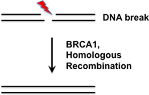 Analysis of BRCA1 Variants in Double-Strand Break Repair by Homologous Recombination and Single-Strand Annealing