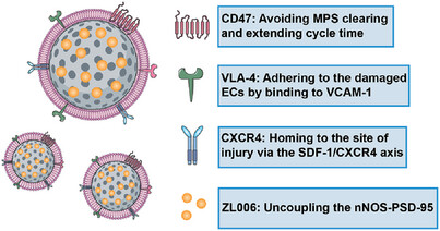 Reduction of Oxidative Stress and Excitotoxicity by Mesenchymal Stem Cell Biomimetic Co-Delivery System for Cerebral Ischemia-Reperfusion Injury Treatment