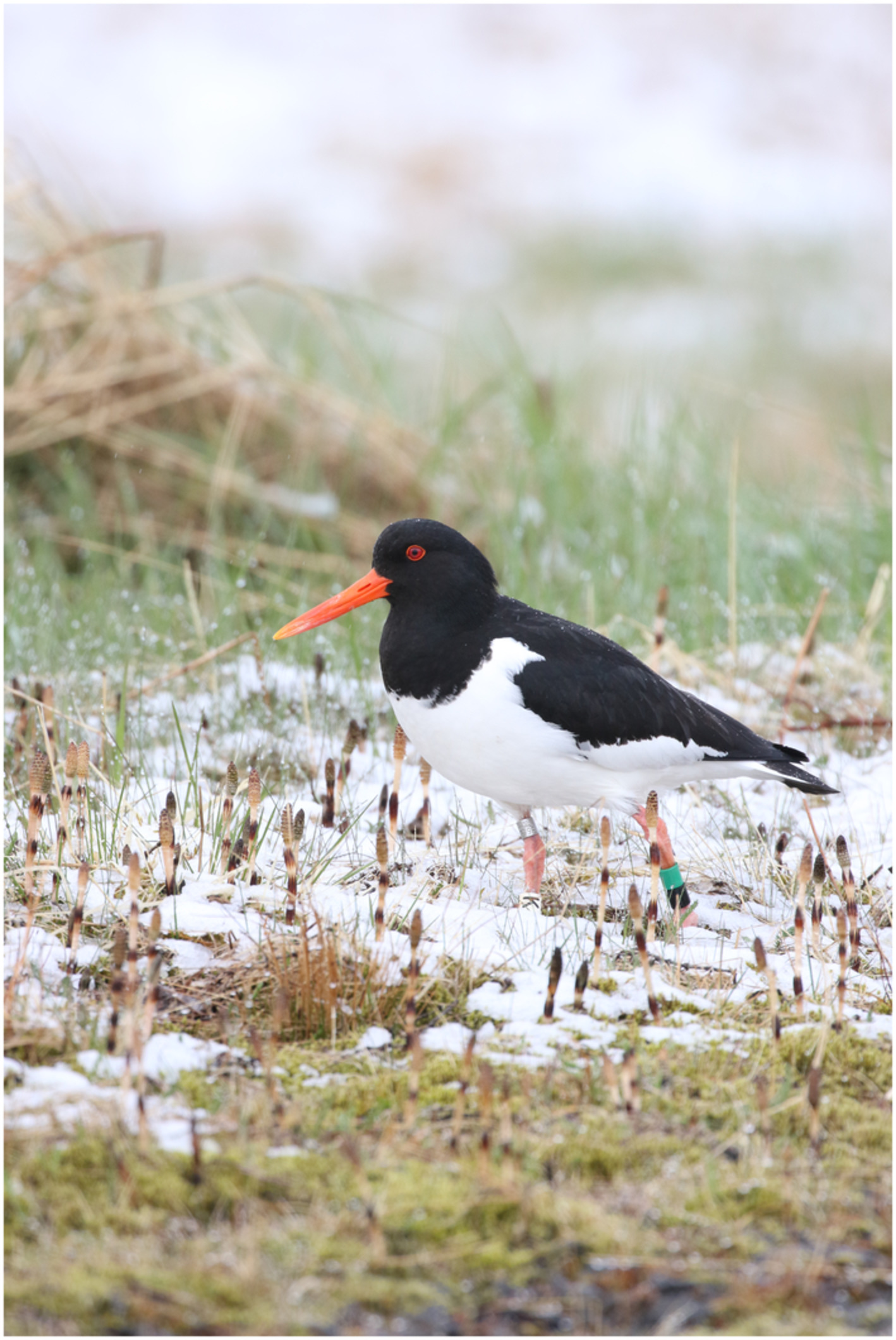 Effects of pair migratory behavior on breeding phenology and success in a partially migratory shorebird population