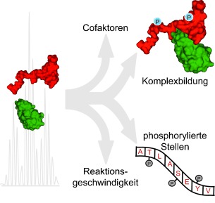 Simultane Untersuchung kinetischer, ortsspezifischer und struktureller Aspekte enzymatischer Proteinphosphorylierungen