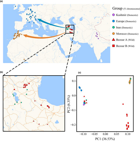 The assembly of caprine Y chromosome sequence reveals a unique paternal phylogenetic pattern and improves our understanding of the origin of domestic goat